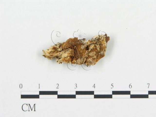 Antrodia gossypina (Speg.) Ryvarden