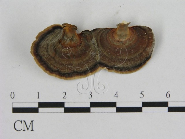Microporus affinis (Blume & Nees:Fr.) Kunt.