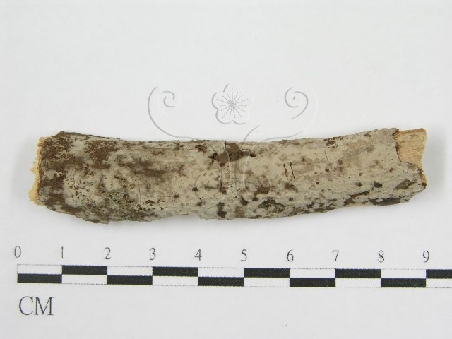 Peniophora malaiensis Boidin, Lanq. & Gilles