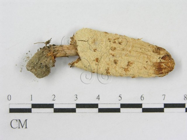 Coprinus comatus (Muller:Fr.) Pers.
