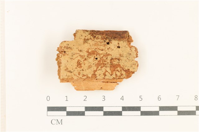 Hyphodontia floccosa (Bourdot & Galzin) J. Erikss.