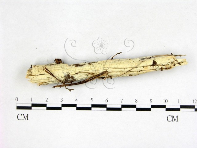 Schizocorticium mediosporum Sheng H. Wu & C.L. Wei