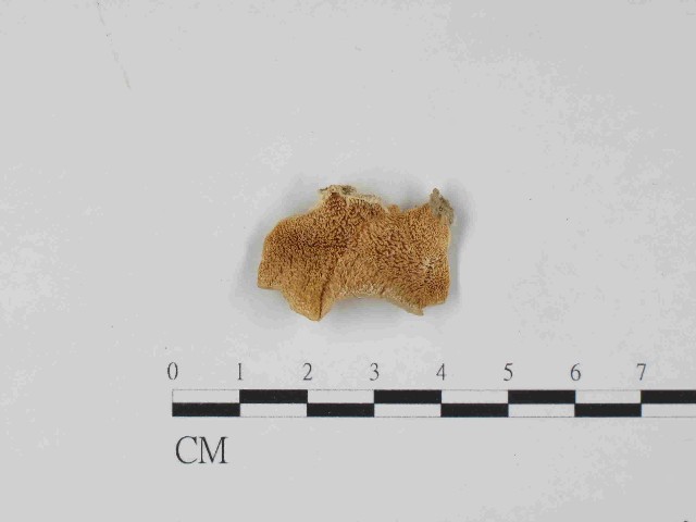 Trichaptum biforme (Fr.) Ryvarden