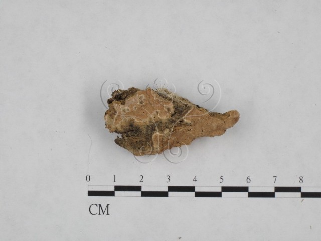 Phlebia sp.