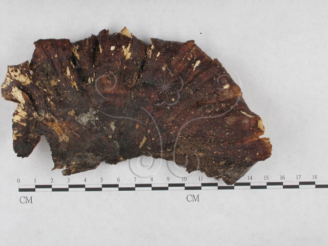 Microporus vernicipes (Berk.) Kunt.