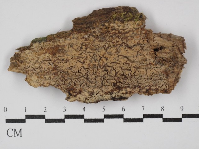 Boidinia parva Ghobad-Nejhad, S.L. Liu, Y.C. Dai & E. Langer