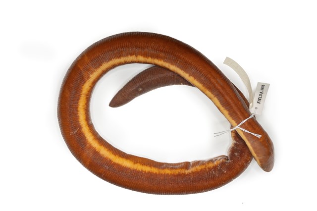 Ichtyophis bannanicus 