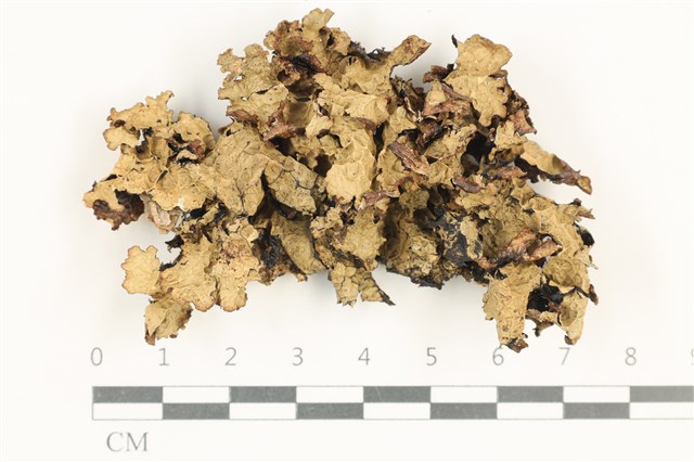 Cetraria