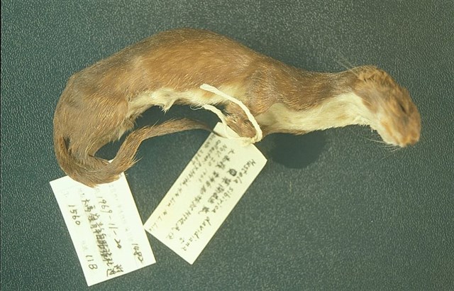 Least Weasel