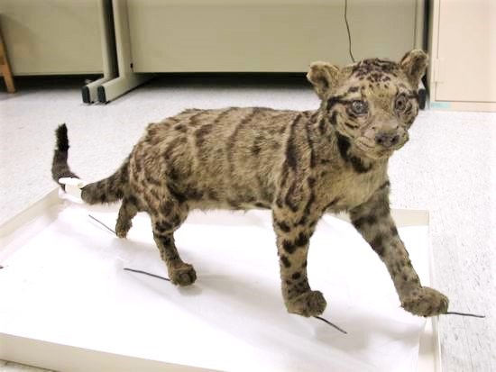 Indochinese Clouded Leopard