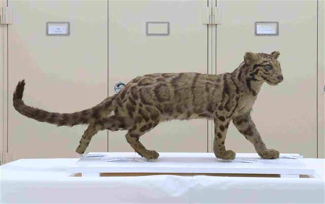 Indochinese Clouded Leopard