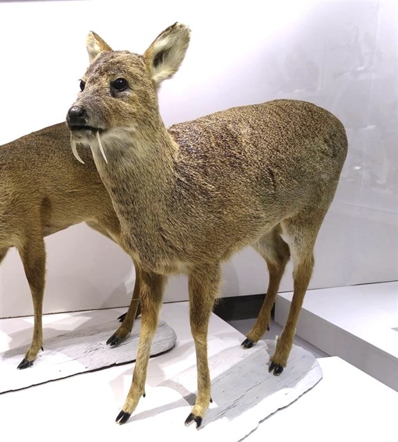 Chinese Water Deer