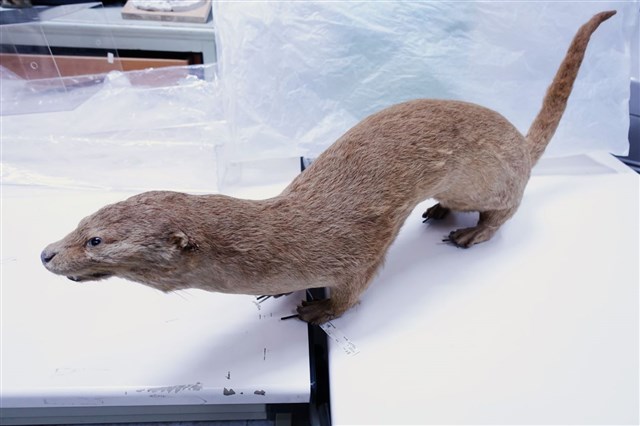 Eurasian Otter