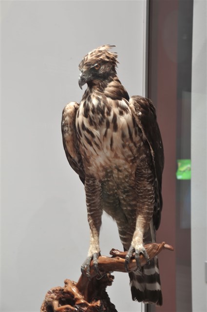 Hodgson'S Hawk Eagle