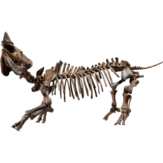 古生物學門