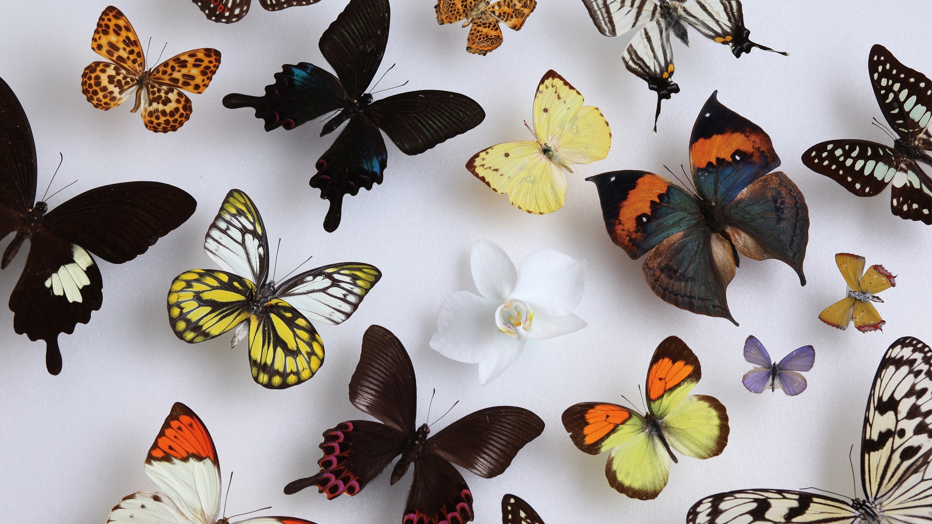 Home Carousel, Figure 3, Total 10 Figures