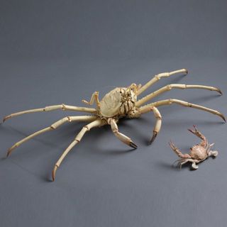 巨螯擬人面蟹