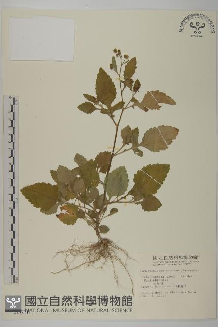 茯苓菜藏品圖，第2張