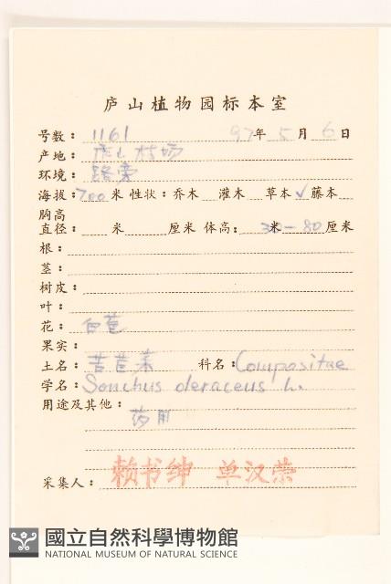 苦滇菜、苦菜藏品圖，第2張