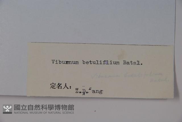 樺葉莢迷、玉山莢迷藏品圖，第2張