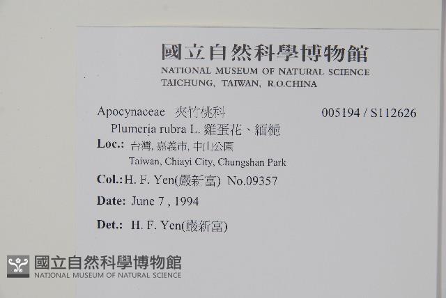 雞蛋花、緬梔藏品圖，第2張