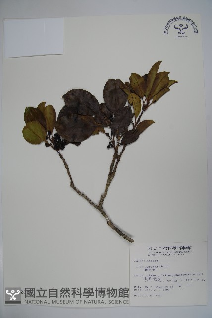鐵冬青藏品圖，第1張