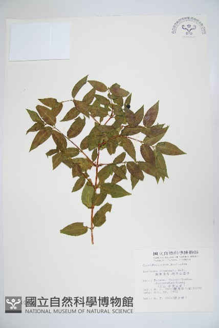 阿里山忍冬、漸尖葉忍冬藏品圖，第1張