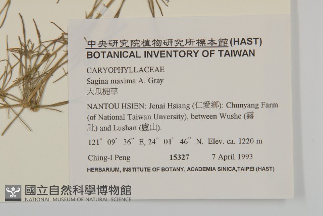 大瓜槌草藏品圖，第2張