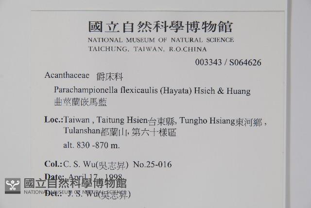 曲莖馬藍藏品圖，第2張