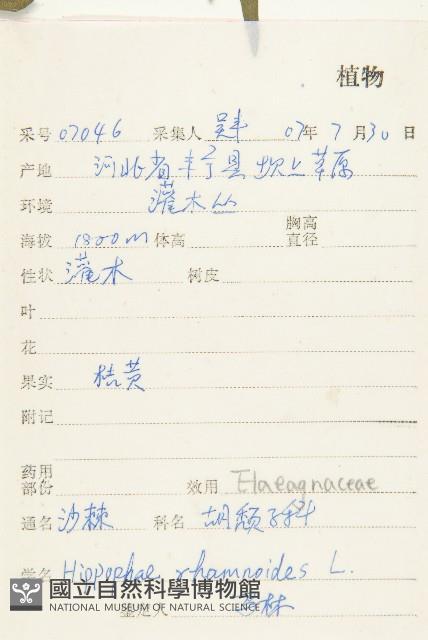 沙棘藏品圖，第2張