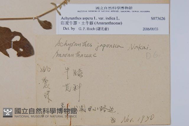 印度牛膝、土牛藤藏品圖，第2張