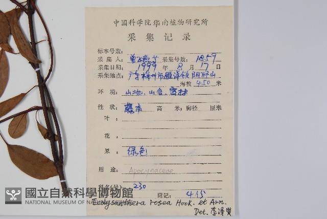 酸藤藏品圖，第2張