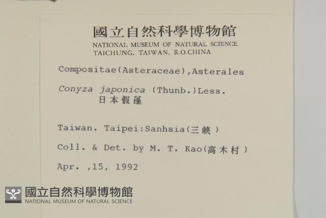 日本假蓬藏品圖，第2張