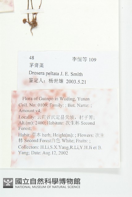 茅膏菜藏品圖，第2張