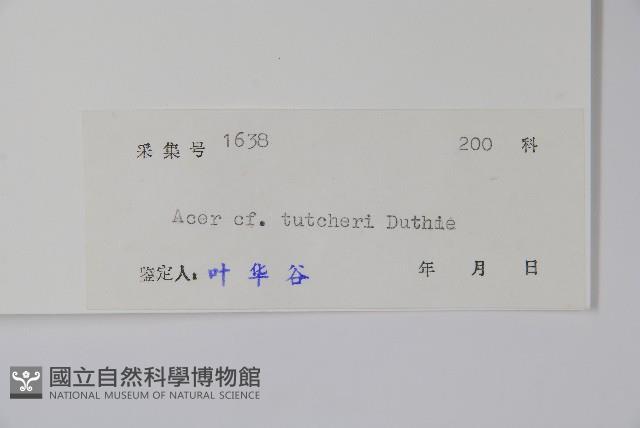 嶺南槭藏品圖，第2張