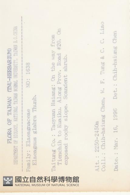 藤胡頹子藏品圖，第2張