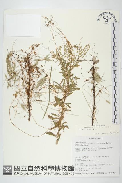 菟絲子藏品圖，第1張