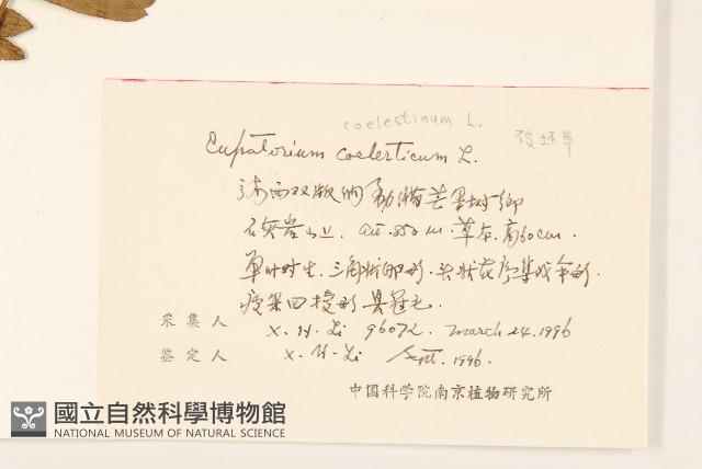 破坏草藏品圖，第2張