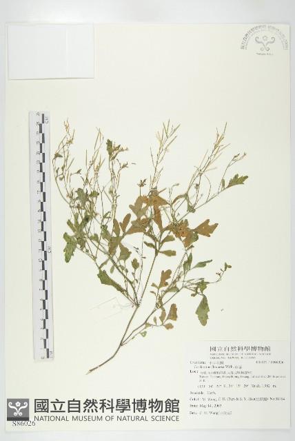 焊菜藏品圖，第1張