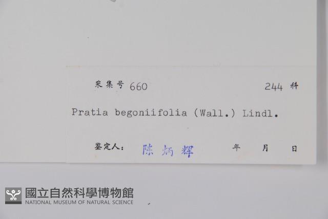 銅錘玉帶草藏品圖，第2張