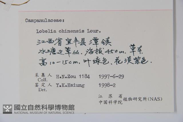 半邊蓮、鐮磨仔草藏品圖，第2張