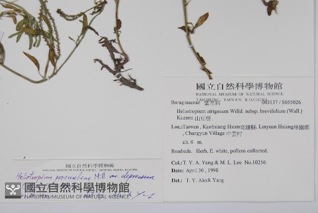 伏毛天芹菜藏品圖，第2張