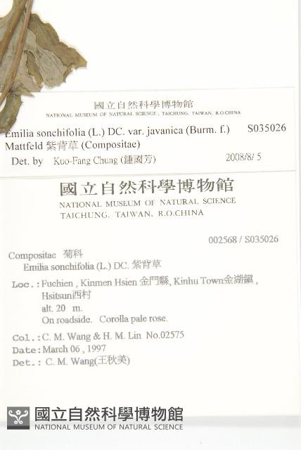 紫背草藏品圖，第2張