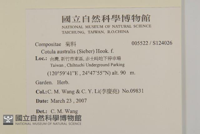 南方山芫荽藏品圖，第2張