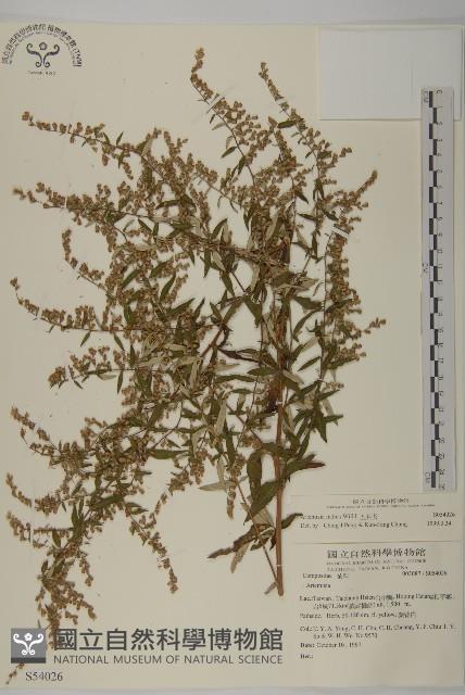 南艾蒿藏品圖，第1張