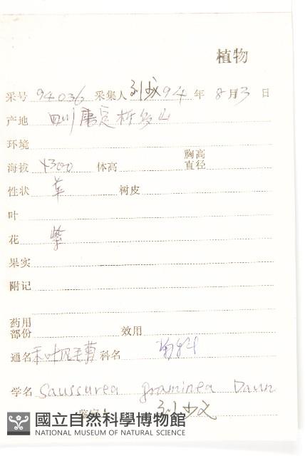 禾葉鳳毛菊藏品圖，第2張