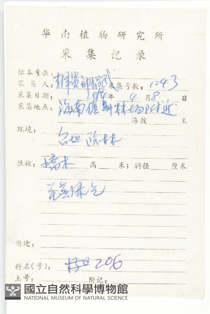 單葉豆藏品圖，第2張