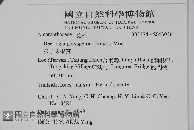 多子漿果莧藏品圖，第2張