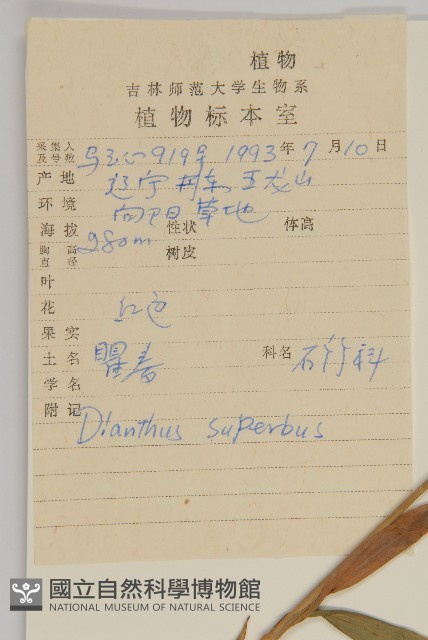 瞿麥藏品圖，第2張