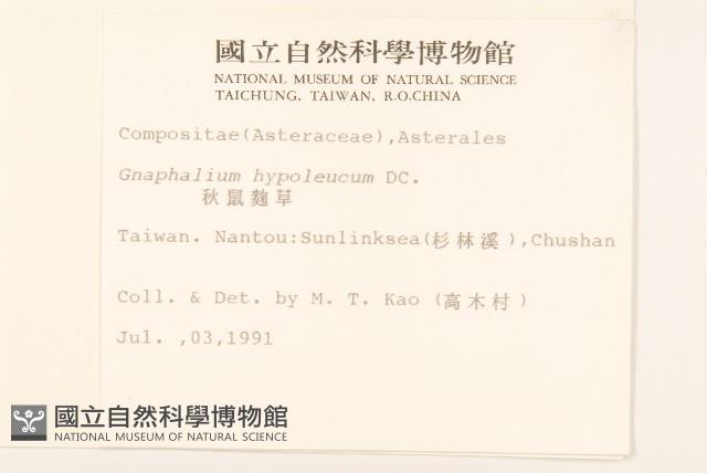 秋鼠麴草藏品圖，第2張